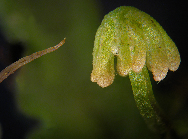 Marchantia polymopha